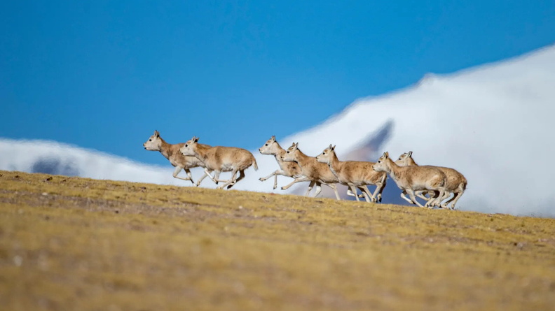 A flock of female Tibetan Antelope AKA Chiru (Pantholops hodgsonii) gallop at the Qiangtang National Nature Reserve, southwest China